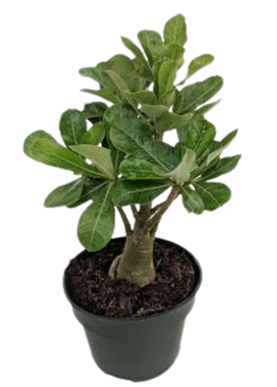 Desert Rose